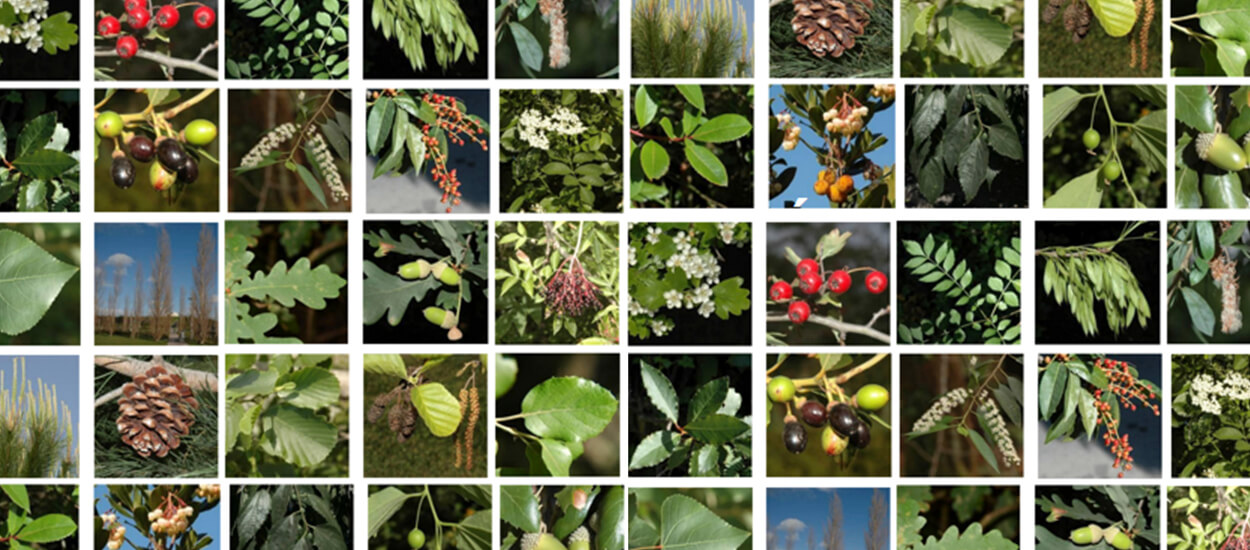 Árvores da Floresta Mágica