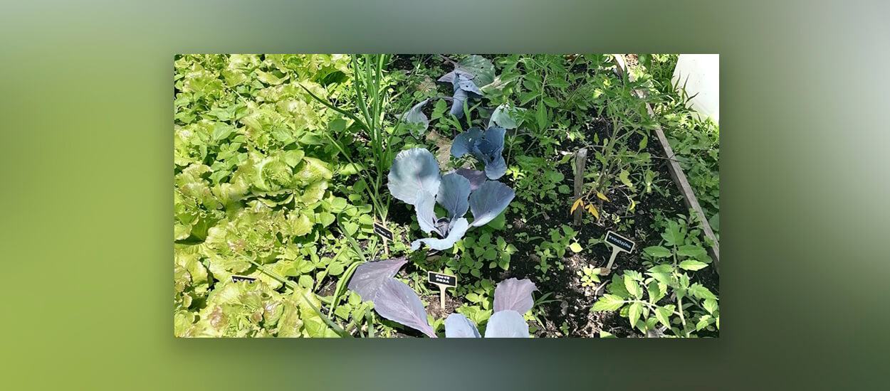 Desgustação de alimentos da horta bio